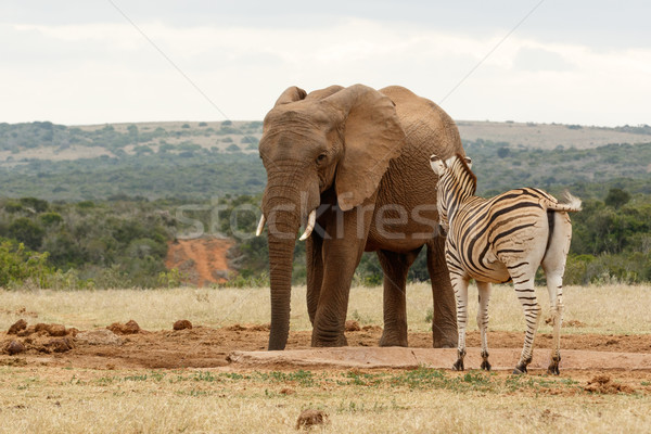 Bush Elephant checking out the Zebra Stock photo © markdescande