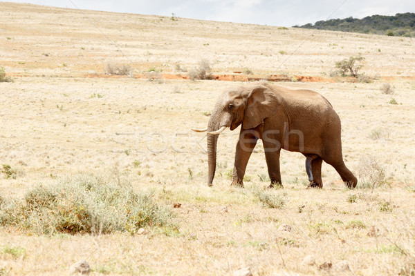 Stock photo: Just one Happy African Bush Elephant