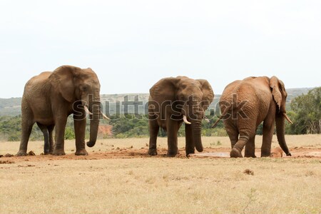 Bush Elephant showing who's the boss Stock photo © markdescande