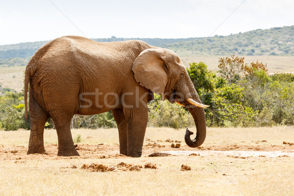 Afrikai bokor elefánt iszik víz ivóvíz Stock fotó © markdescande