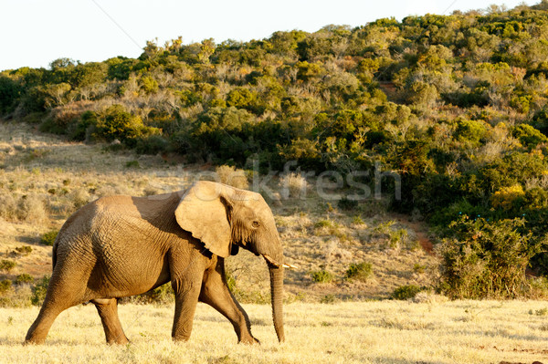 African Bush Elephant on the way to the water. Stock photo © markdescande