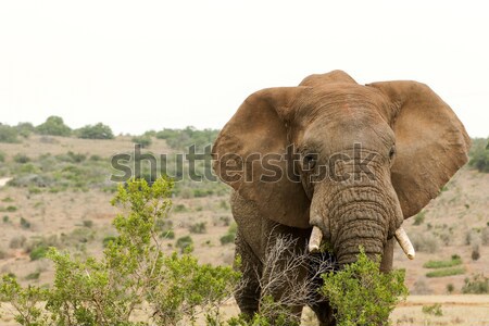 Stock photo: Bush Elephant eating behind the bushes