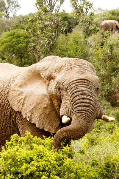 Elephant stretching to the branch with his trunk Stock photo © markdescande