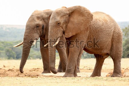 Bokor elefántok sétál együtt iszik erdő Stock fotó © markdescande