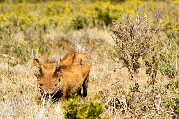 Common warthog hiding between the bushes Stock photo © markdescande