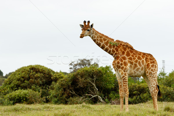 Giraffa foglia bloccato collo piedi campo Foto d'archivio © markdescande