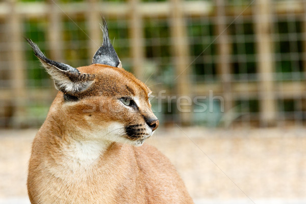 Rooikat standing and staring in a distance  Stock photo © markdescande