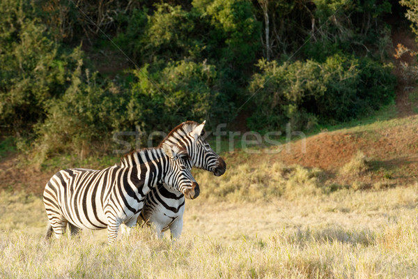 [[stock_photo]]: Zèbre · amour · deux · ciel · herbe · fond