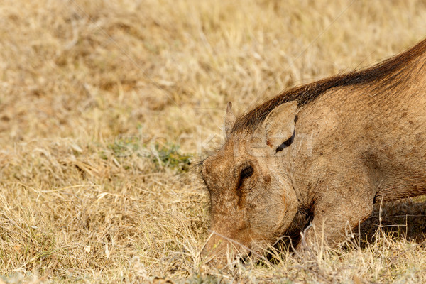 Common warthog digging in the ground Stock photo © markdescande