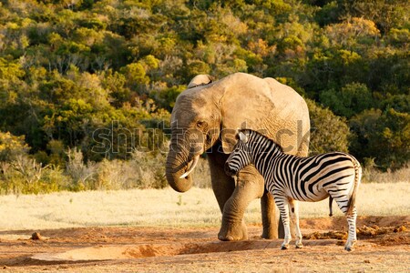 Nem víz elefánt zebra áll üres Stock fotó © markdescande