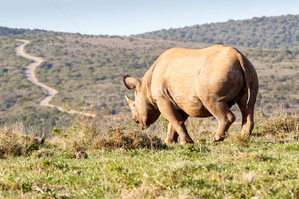 Black Rhinoceros horn showing the path Stock photo © markdescande