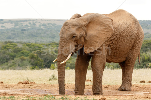 Two legs in the watering hole -  Bush Elephant Stock photo © markdescande