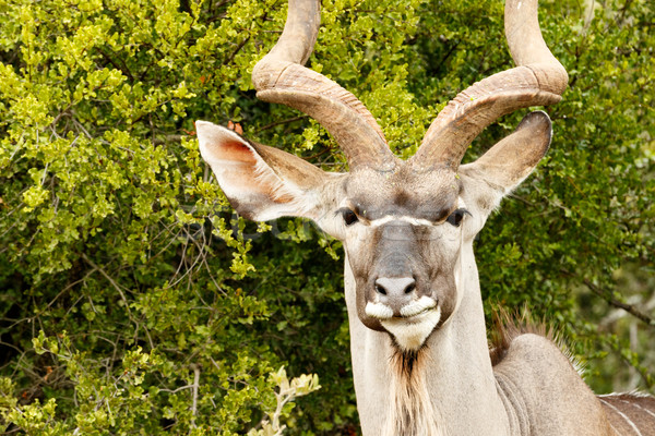 Headshot of a Greater Kudu  Stock photo © markdescande