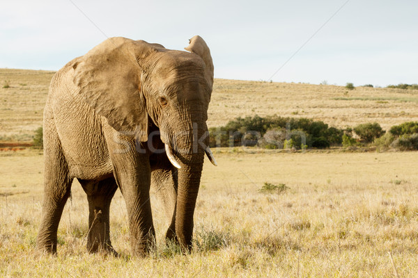 Stand and Lets take a photo of me -  The African Bush Elephant Stock photo © markdescande