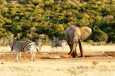 Elephant and Zebra standing at the empty water hole Stock photo © markdescande