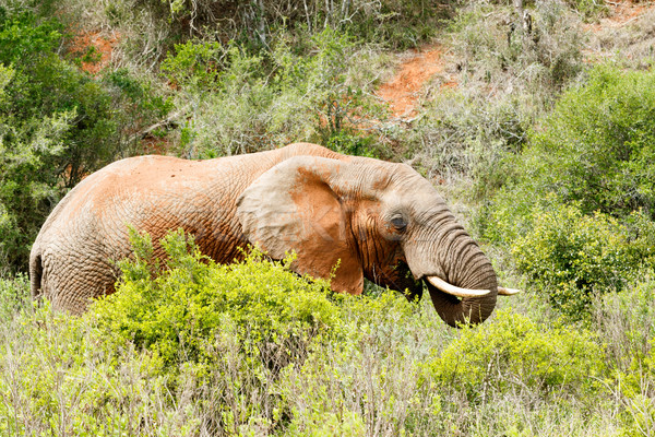 Bokor elefánt áll eszik fűmező erdő Stock fotó © markdescande