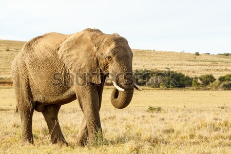 African Elephant Eating grass in a field Stock photo © markdescande