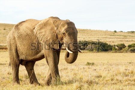 Foto d'archivio: Elefante · africano · mangiare · campo · in · erba · piedi · alto · african