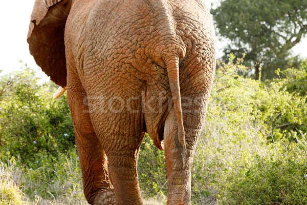 Fenék afrikai bokor elefánt közelkép erdő Stock fotó © markdescande