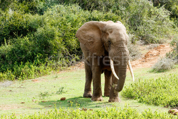 Take this side African Bush Elephant Stock photo © markdescande