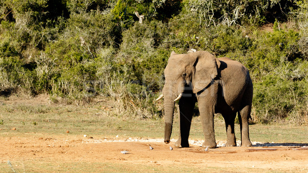 African Bush elefante uccelli buco Foto d'archivio © markdescande