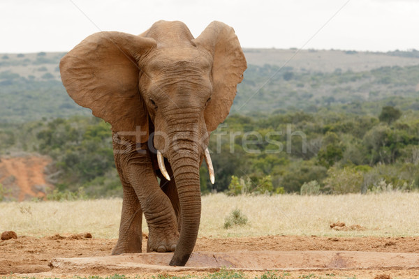 Bush Elephant standing and slurping up the water Stock photo © markdescande