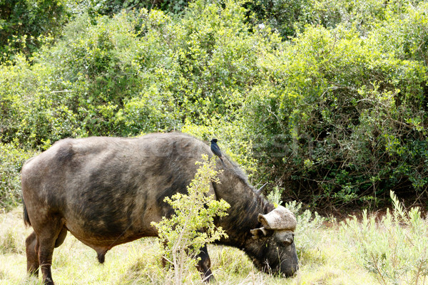 Bird watching the buffalo  Stock photo © markdescande