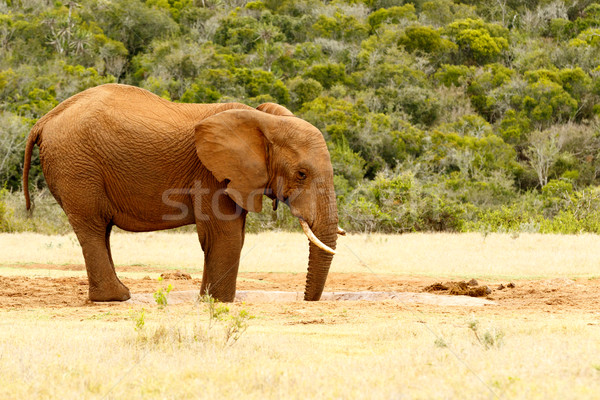 Bokor elefánt ivóvíz nyitott szájjal erdő természet Stock fotó © markdescande