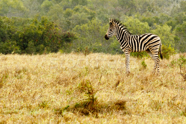 Baby zebra stałego dziedzinie trawy niebo Zdjęcia stock © markdescande