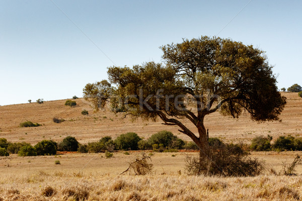 Shade tree in the field Stock photo © markdescande