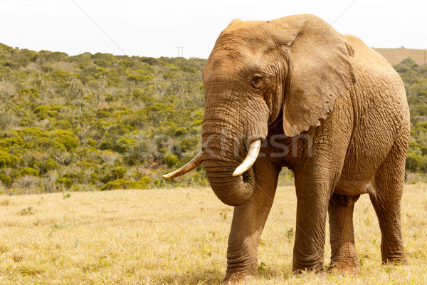 Elephant standing proudly in the field Stock photo © markdescande