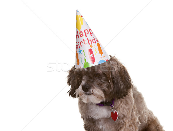 Dog with Party Hat Stock photo © markhayes