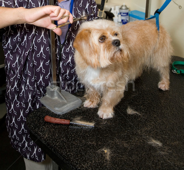 Dog Grooming Stock photo © markhayes