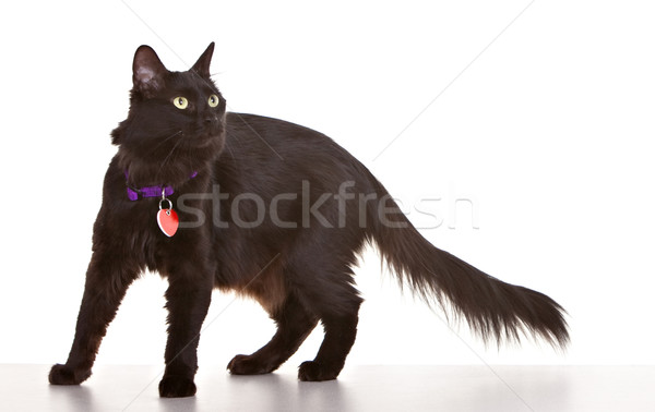 Black Cat Stock photo © markhayes