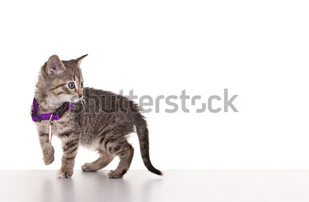 Grijs kitten witte kat leuk dieren Stockfoto © markhayes