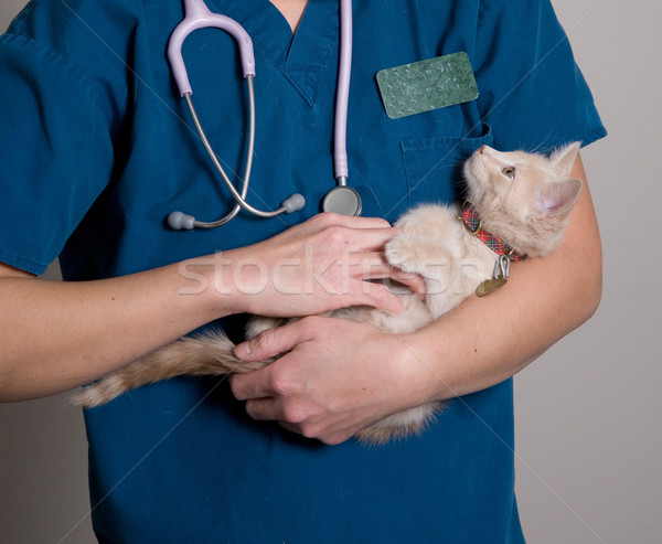 állat egészségügy fiatal kiscica lány orvos Stock fotó © markhayes