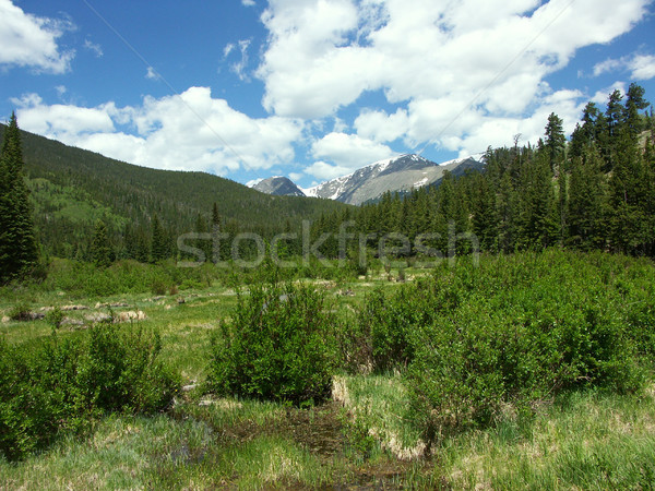 Colorado Meadow Stock photo © markhayes