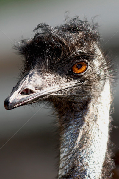 Emu Stock photo © maros_b