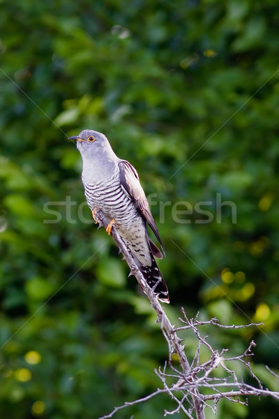 Coucou portrait séance branche oiseau [[stock_photo]] © maros_b