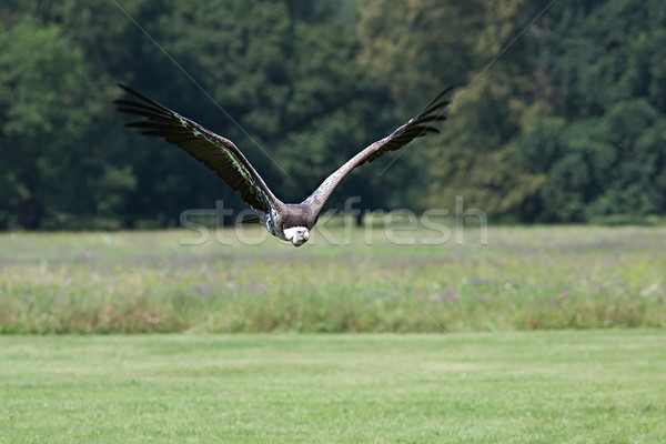 Flying vulture Stock photo © maros_b