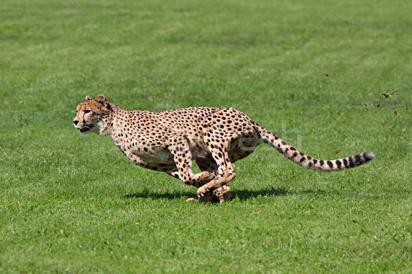 Lopen cheetah foto gras omhoog stukken Stockfoto © maros_b