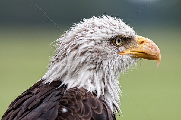 Bald eagle Stock photo © maros_b