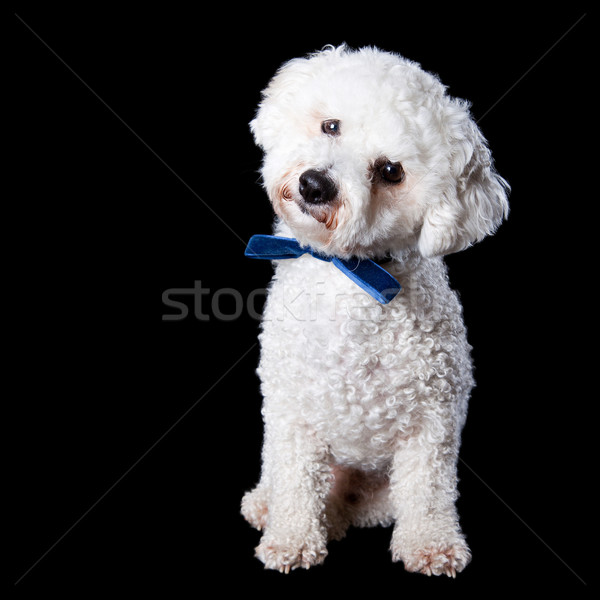 Stock photo: Bichon portrait