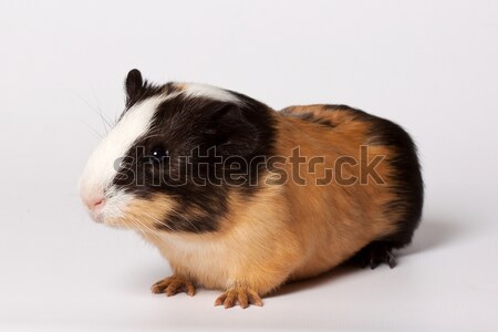 Small colored guinea pig Stock photo © maros_b