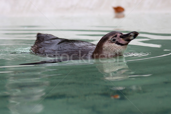 Pinguim retrato flutuante água folhas mar Foto stock © maros_b