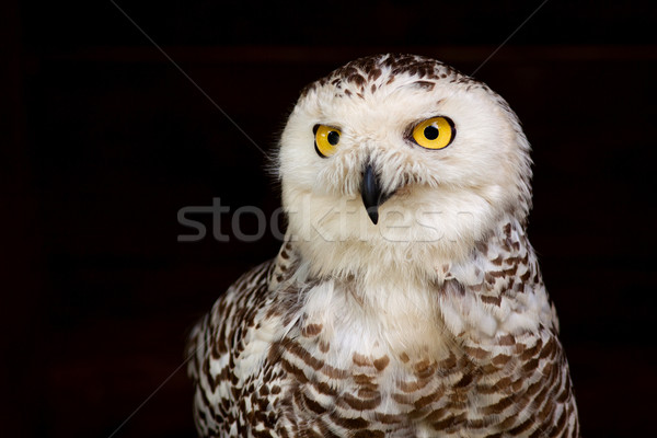 Bubo scandiacus Stock photo © maros_b