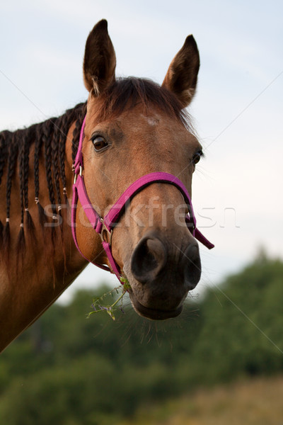 Quarter horse Stock photo © maros_b