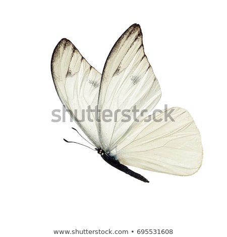 black and white butterfly vector illustration © Marina ...