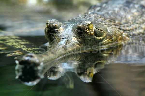 Wody zielone rzeki tropikalnych zoo krokodyla Zdjęcia stock © martin33