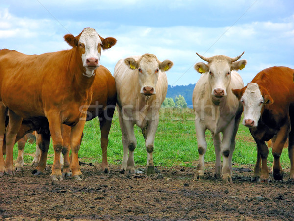 Livestock Stock photo © martin33